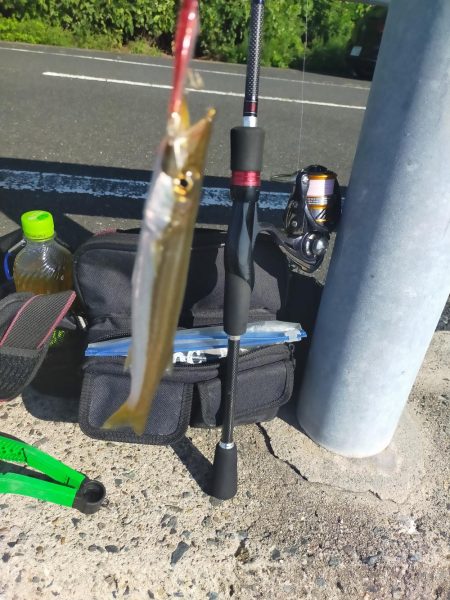 アオリの新子調査