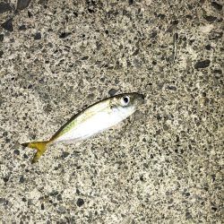 ビッグサイズ、、