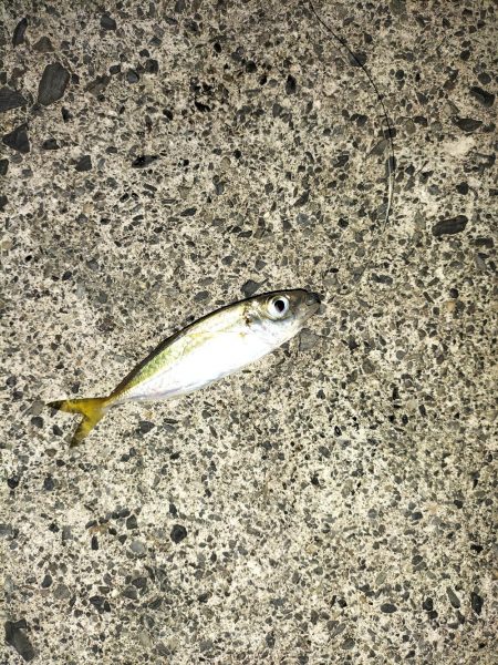 ビッグサイズ、、