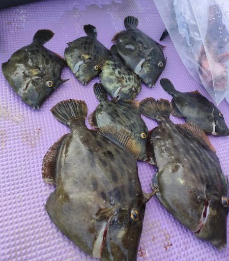 カワハギ釣り。えさ政から