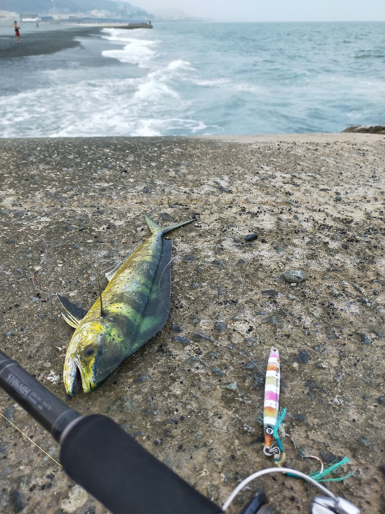 シイラが来てました