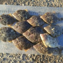 泉佐野ドラム缶