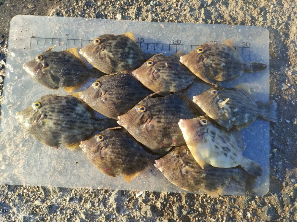 泉佐野ドラム缶