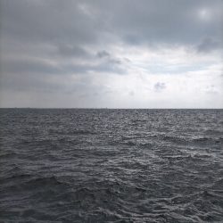 アジ入れ食いとマゴチ