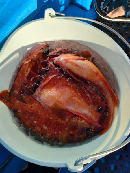 ソフトルアーでアカハタ◎長栄丸