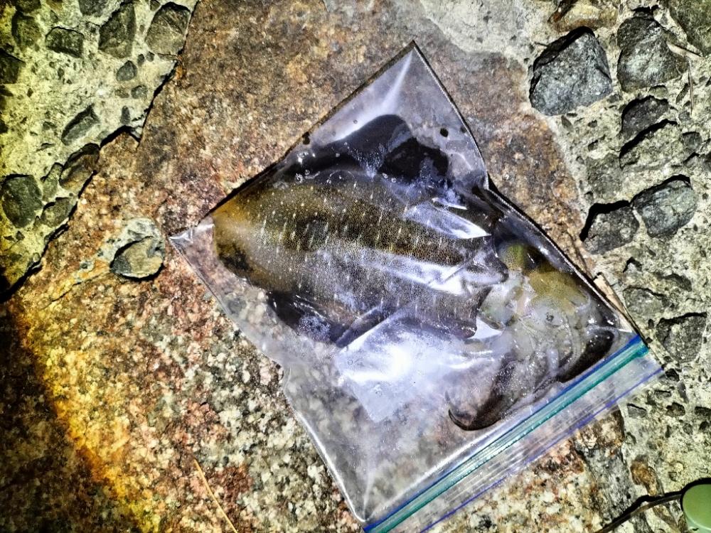 今季初エギング