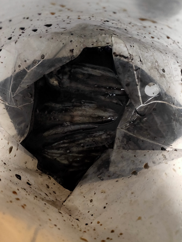 アオリイカ(トンカツサイズ)