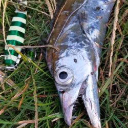 青物が戻ってきました