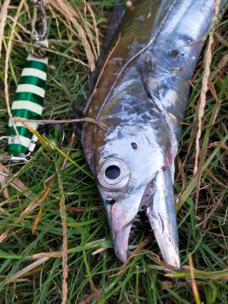 青物が戻ってきました