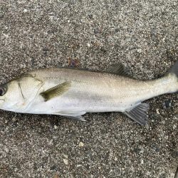 黒鯛に戻ります