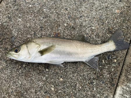 黒鯛に戻ります