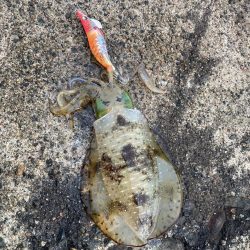 アオリイカ狙い