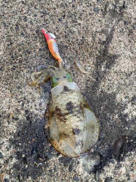 アオリイカ狙い