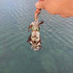 夕まづめでリベンジ