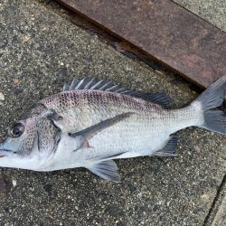 いつまで黒鯛釣れるんだ？