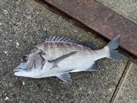 いつまで黒鯛釣れるんだ？