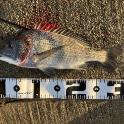 黒鯛は裏切らない