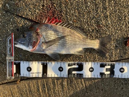 黒鯛は裏切らない