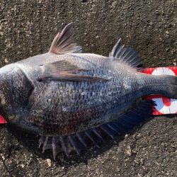 9月最初のチヌフカセ釣り