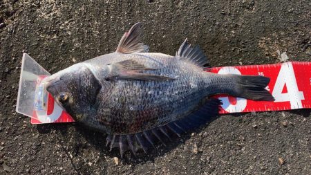 9月最初のチヌフカセ釣り