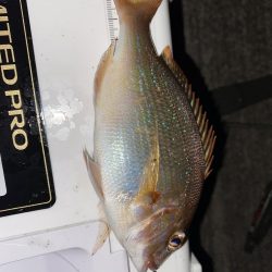 ブルーカレント JHspecial62/TZ NANOでアジング