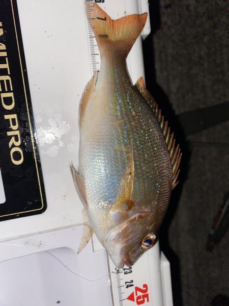 ブルーカレント JHspecial62/TZ NANOでアジング