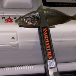 エステルライン初アジング