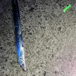 小さなタチウオ