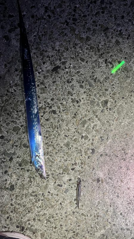 小さなタチウオ