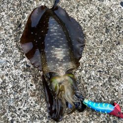 エギング　日本海は2