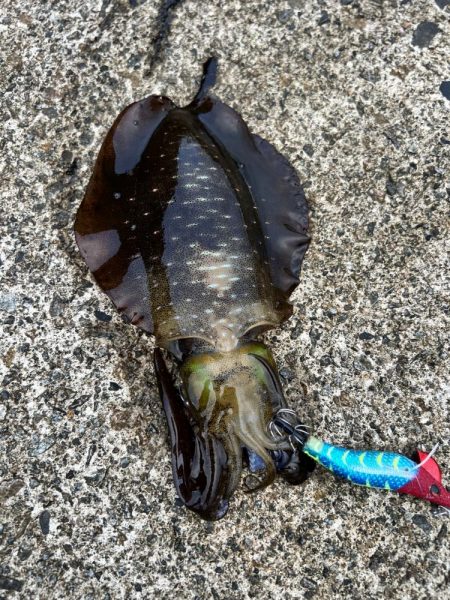 エギング　日本海は2