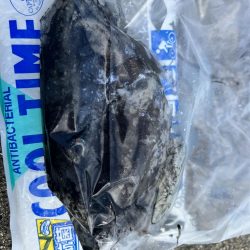 地元のイカを釣りたくて