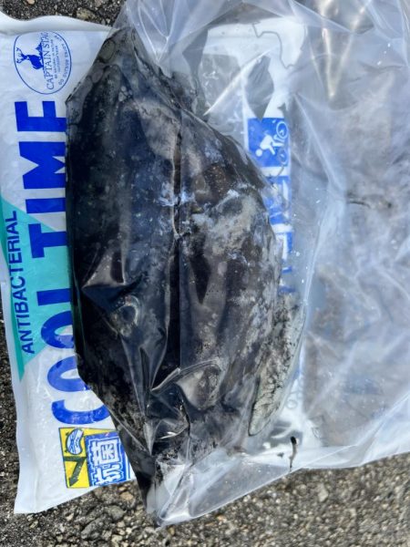 地元のイカを釣りたくて