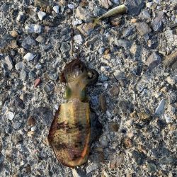 エギングとヤエン