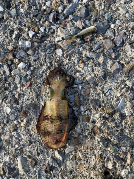 エギングとヤエン