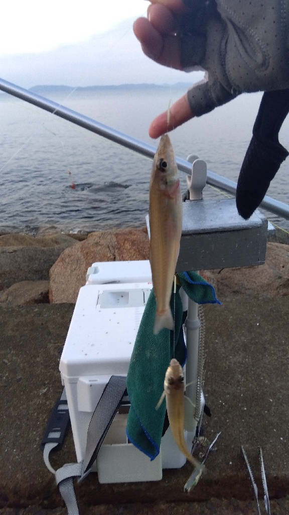 苅屋海岸のキス釣り