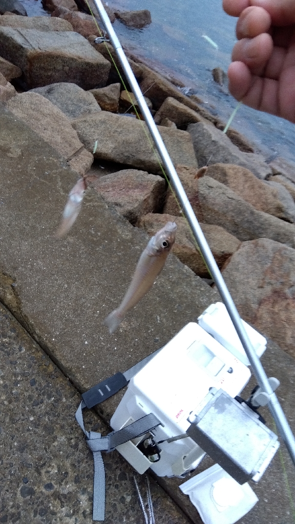 苅屋海岸のキス釣り
