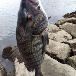 9月ようやく釣れた、マジ嬉しい