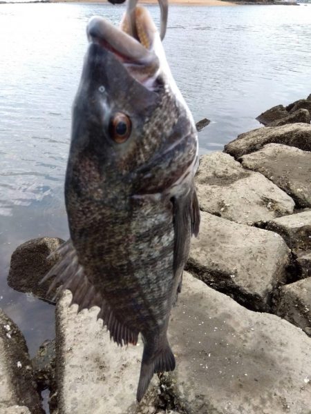 9月ようやく釣れた、マジ嬉しい