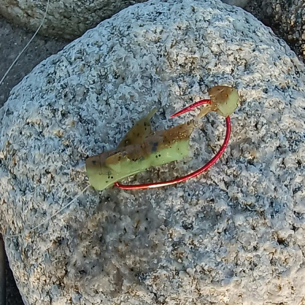 明石川河口マゴチ