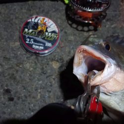 2023/09/01 南港ヘチ釣り釣行