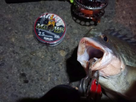 2023/09/01 南港ヘチ釣り釣行