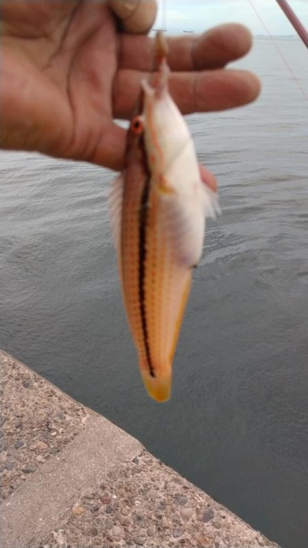 シーズン最高の釣果