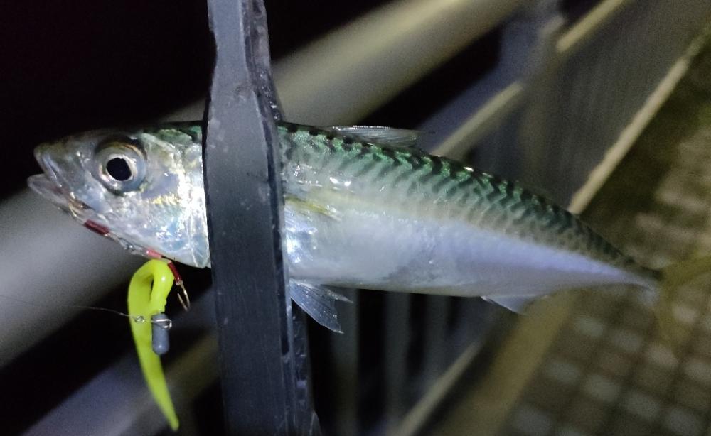 タチウオ狙いの淡路島釣行ろ