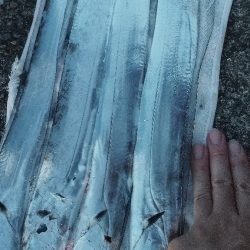 ついこの前までは幻の魚だったのに