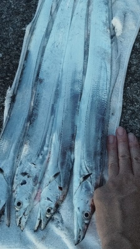 ついこの前までは幻の魚だったのに