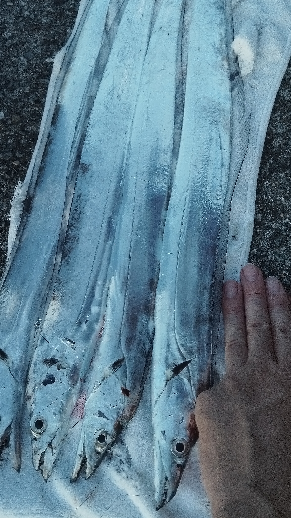 ついこの前までは幻の魚だったのに