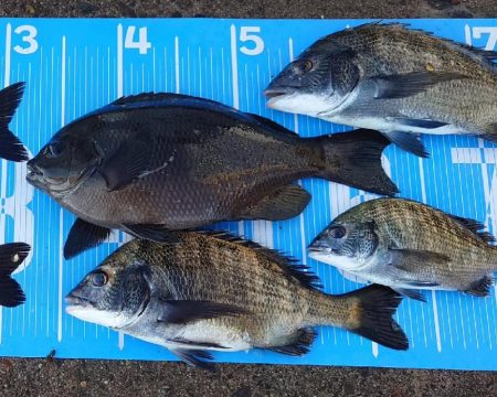 紀州釣り第6戦🙋