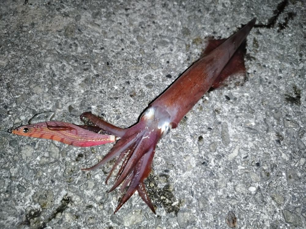 今年初ケンサキはデカかった