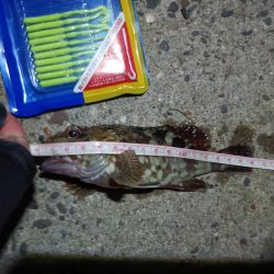 2023/09/04 南港ライトゲーム釣行 （ガシラ狙い）